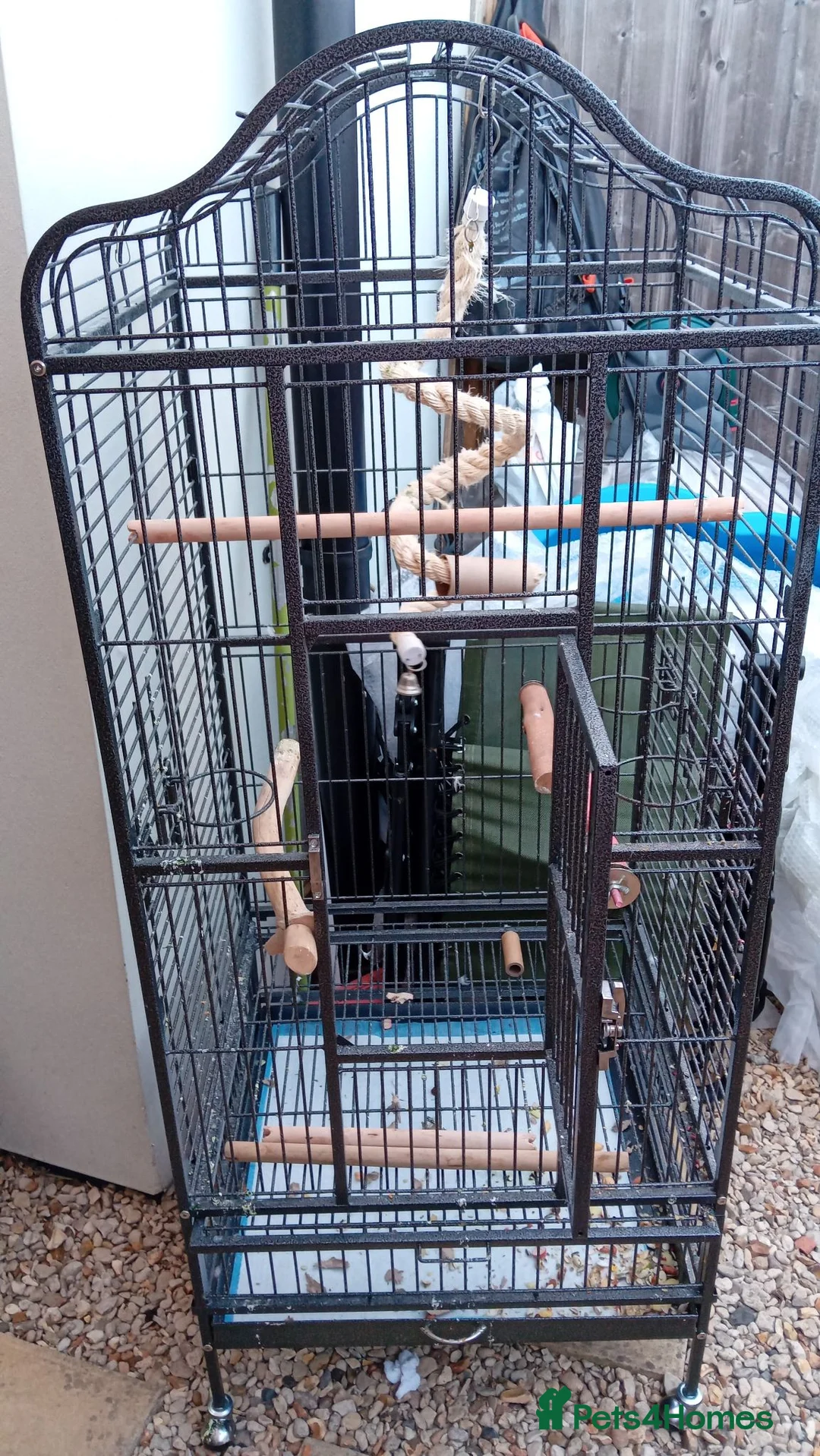 Parrots birds for sale: African grey with cage - Advert 1