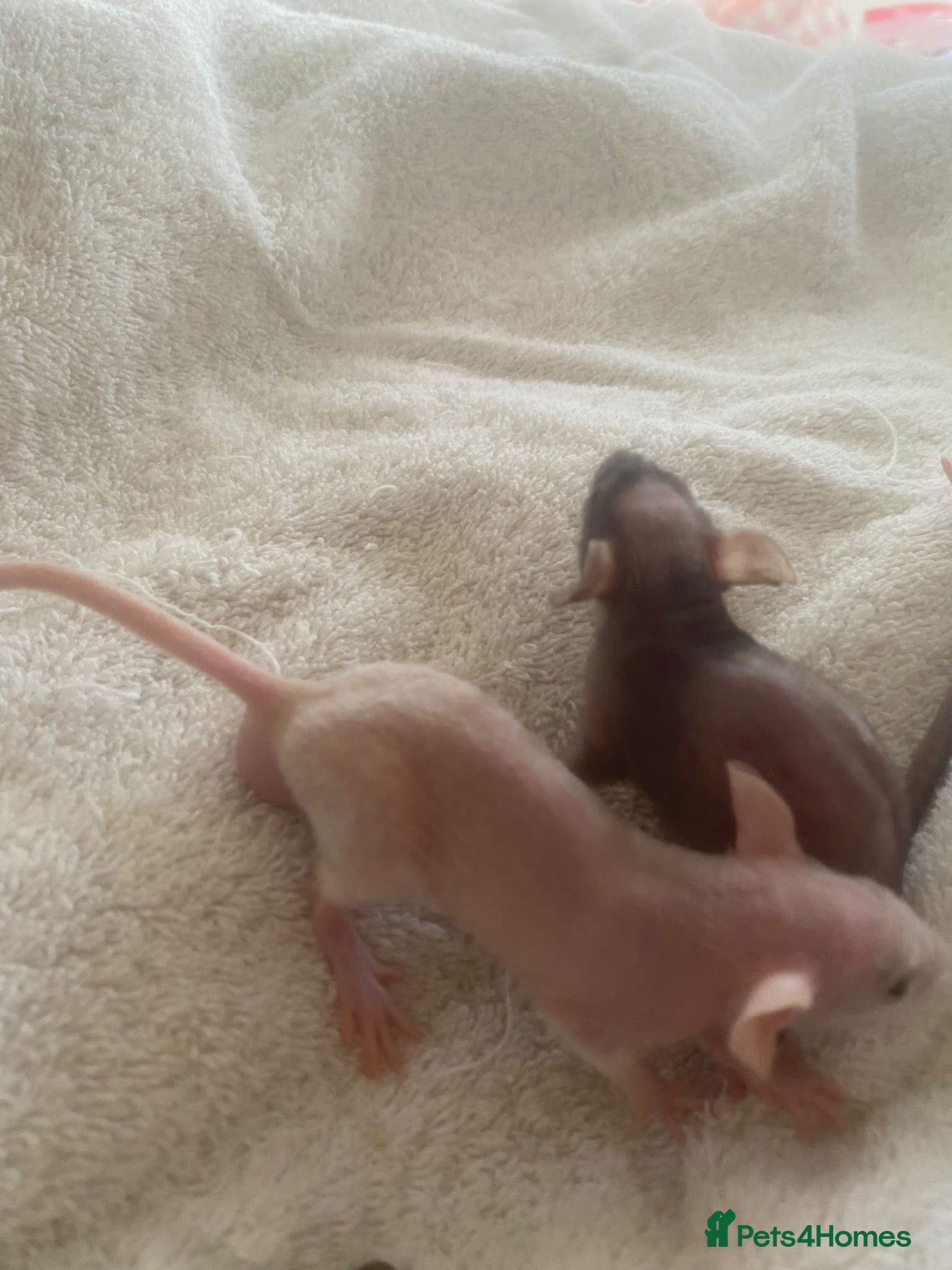 Rat rodents Dwarf rats - Advert 1