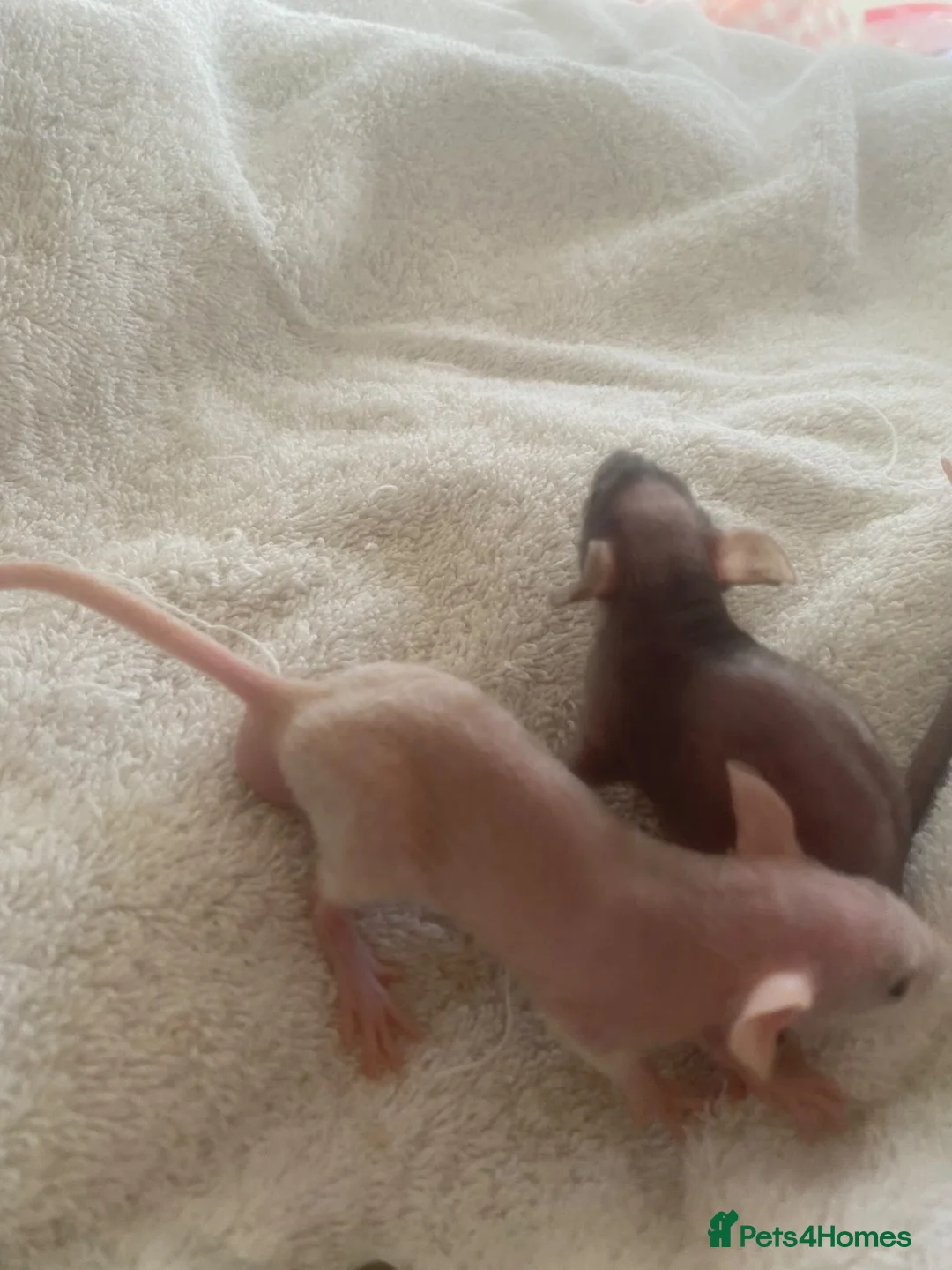 Rat rodents for sale: Dwarf rats - Advert 1