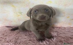 Labrador Retriever dogs for sale: 🩶  Stunning Silver Labradors 🩶 in Market Rasen - Image 10