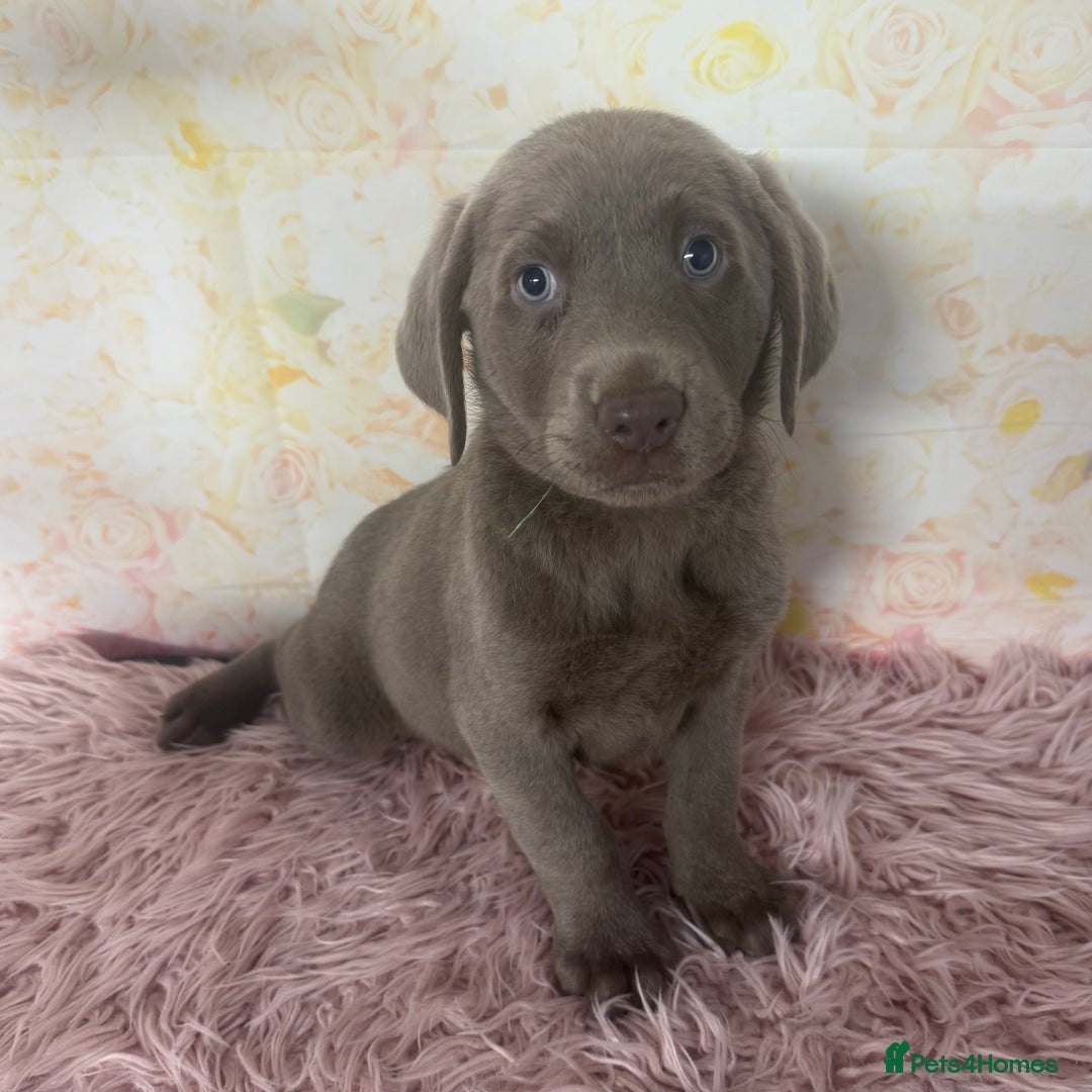 Labrador Retriever dogs for sale: 🩶  Stunning Silver Labradors 🩶 in Market Rasen - Image 10