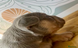 French Bulldog dogs for sale: ONE FEMALE LEFT -gorgeous grey French Bulldogs - Image 22
