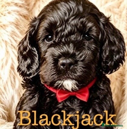 Maltipoo dogs F1b MALTIPOO BOYS -SUPERB FAMILY PETS - Advert 4