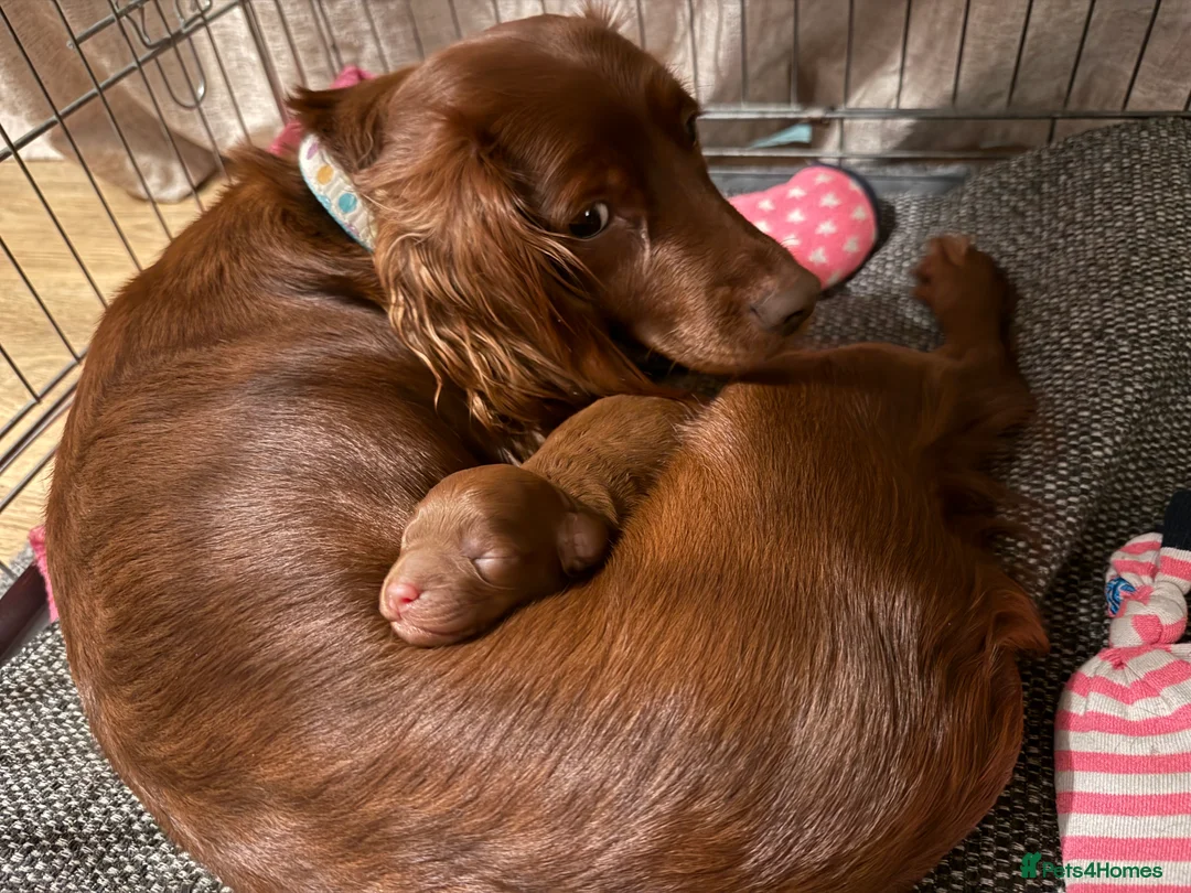 Cockapoo dogs for sale: Female Cockerpoo  - Advert 2