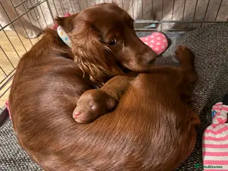 Cockapoo dogs Female Cockerpoo - Advert 1