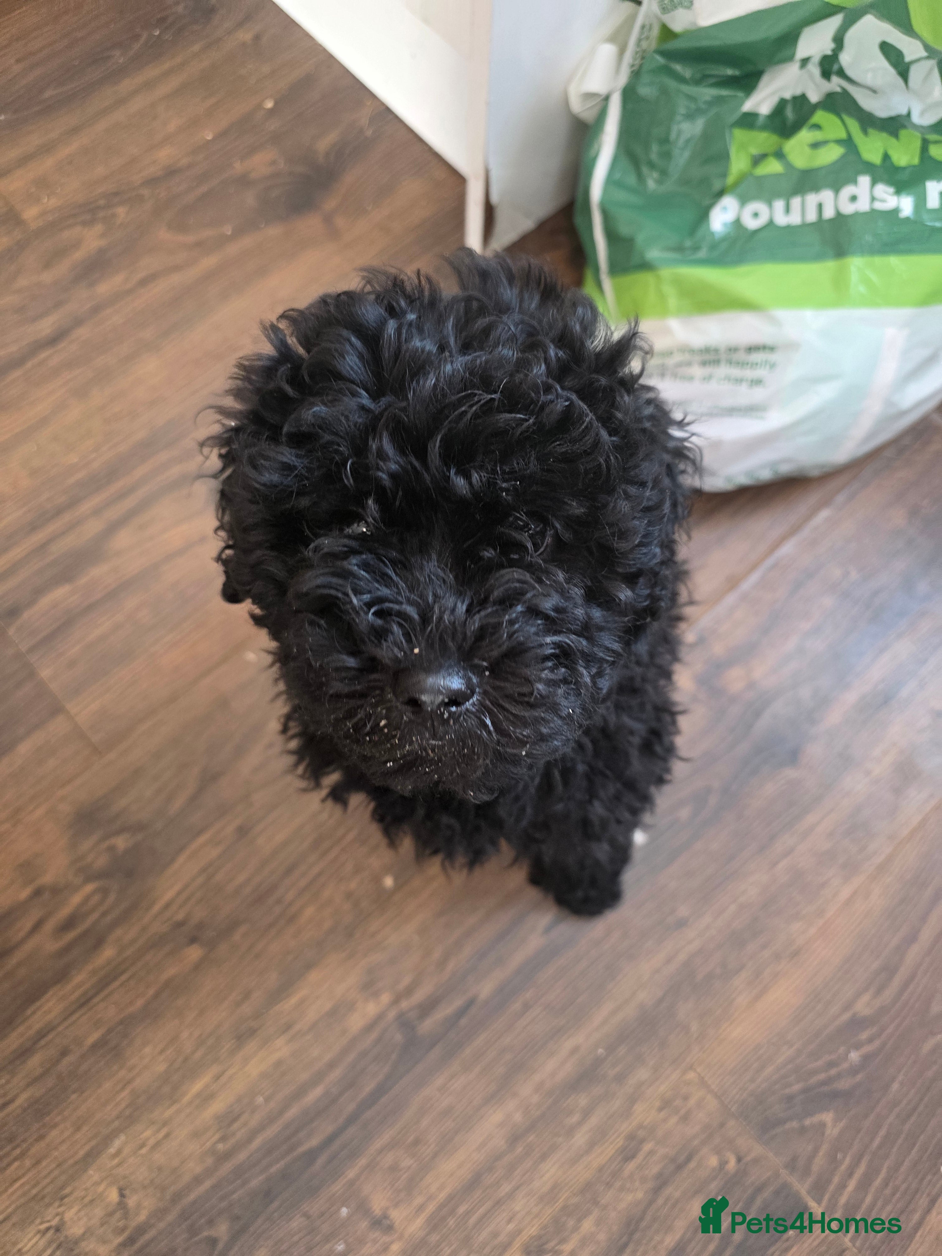 Hungarian Puli dogs Pull puppy  - Advert 4