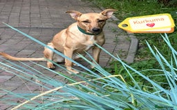 Mixed Breed dogs for adoption: 💖🐶 KURKUMA -1.5-year-old girl, medium-sized🐶💖 - Image 3