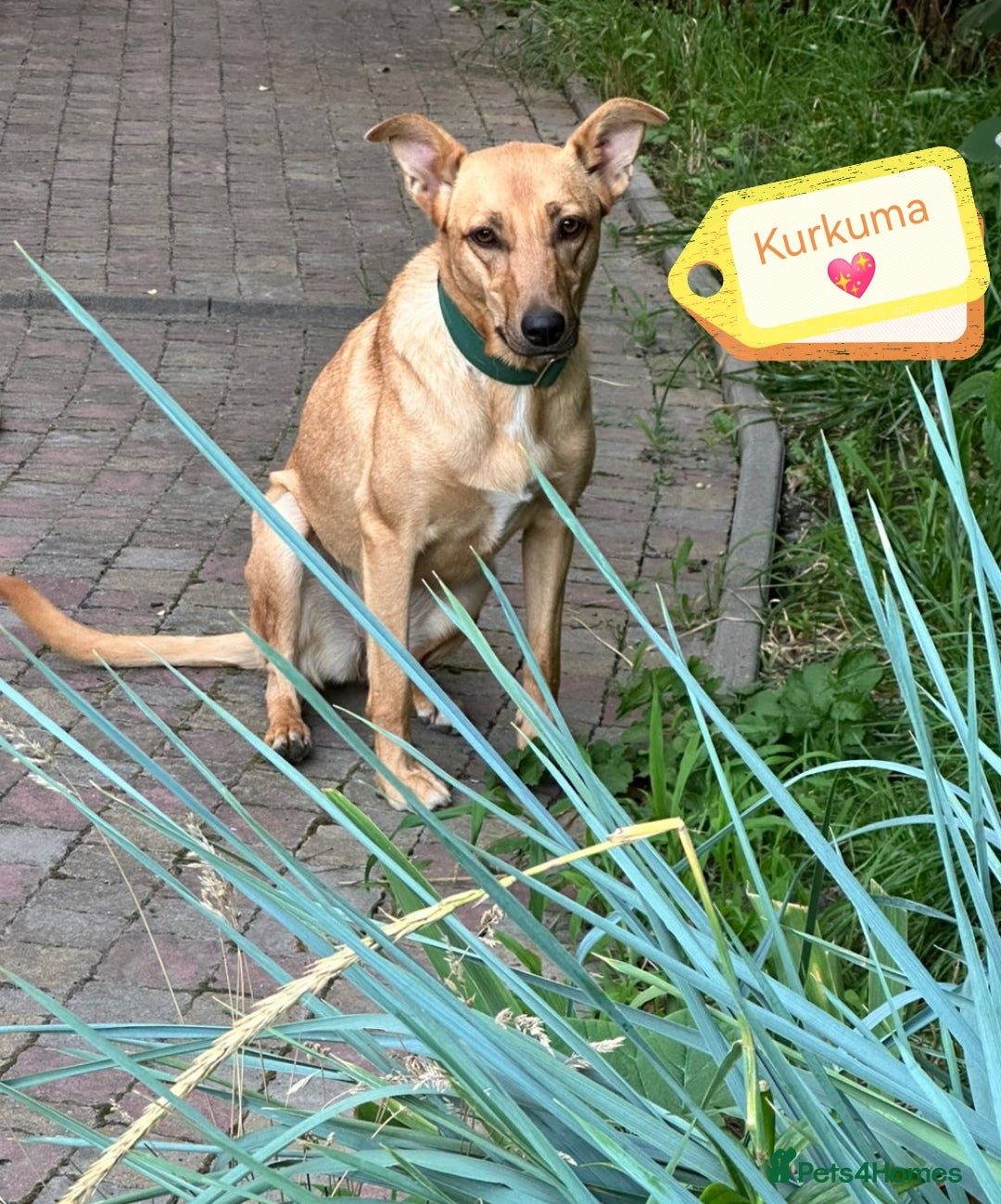 Mixed Breed dogs for adoption: 💖🐶 KURKUMA -1.5-year-old girl, medium-sized🐶💖 - Image 3