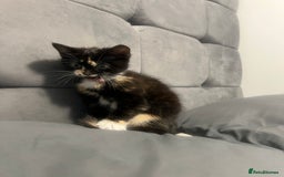 Turkish Angora cats for sale: Cute Baby Kitten Angora Breed - Image 3