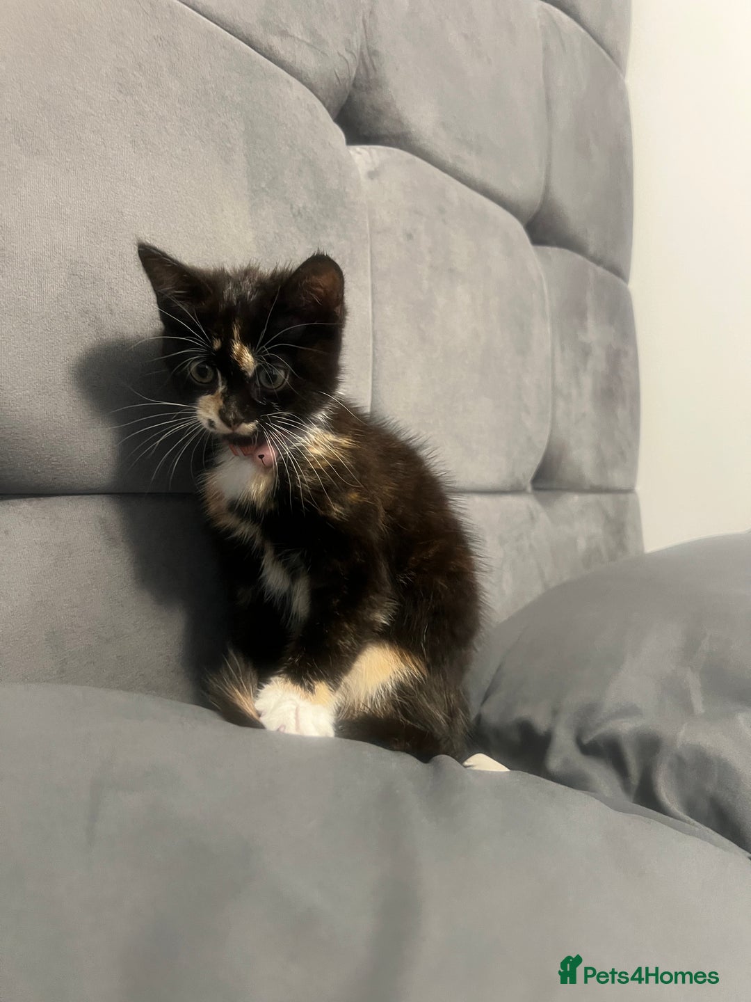 Turkish Angora cats for sale: Cute Baby Kitten Angora Breed - Image 3