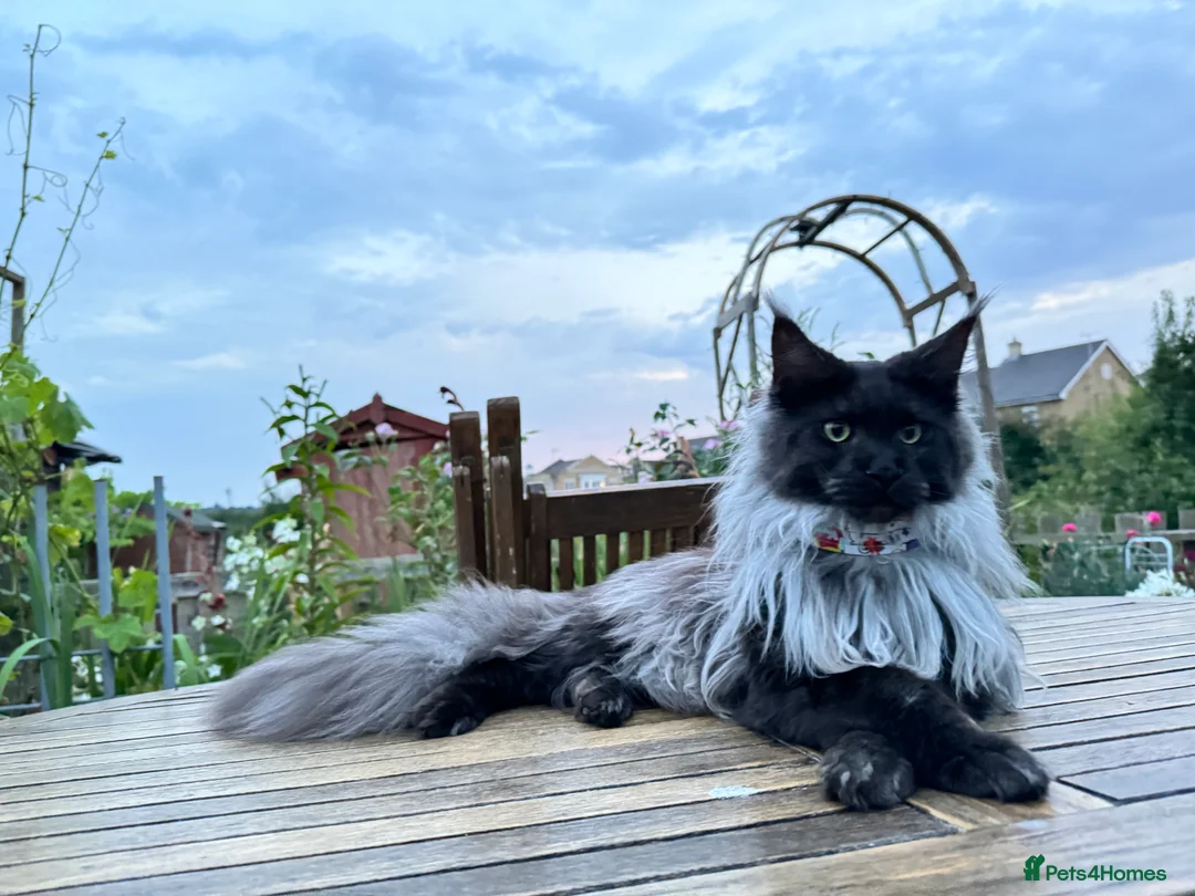 Maine Coon cats for sale: Solid Black Maine Coon Kitten - Advert 1