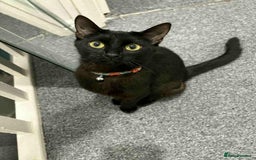 Domestic Shorthair cats for sale: Black Domestic Shorthair - Image 5