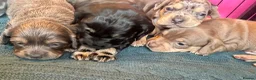 Mixed Breed dogs for sale: Dachshund hybrid puppies 🩷🩵 LAST ONE AVAILABLE  - Advert 4