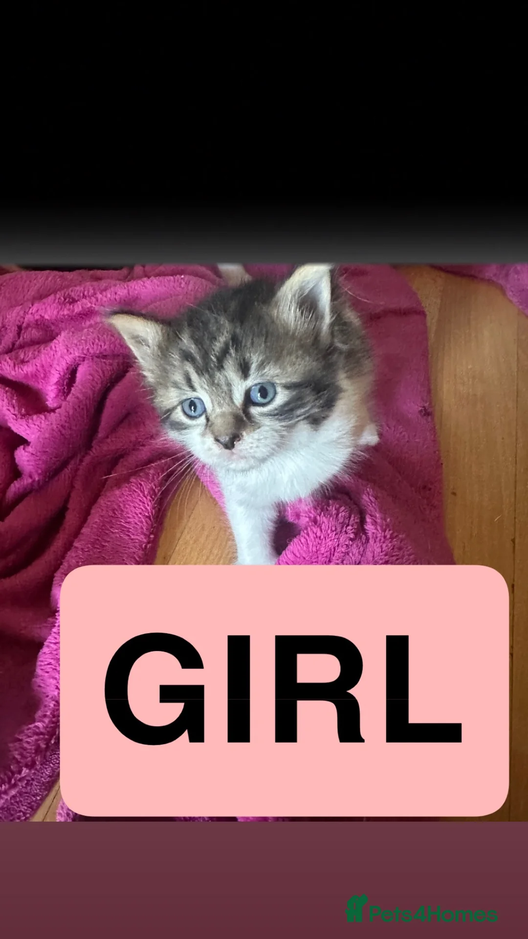 Mixed Breed cats for sale: Healthy beautiful kittens - Advert 7