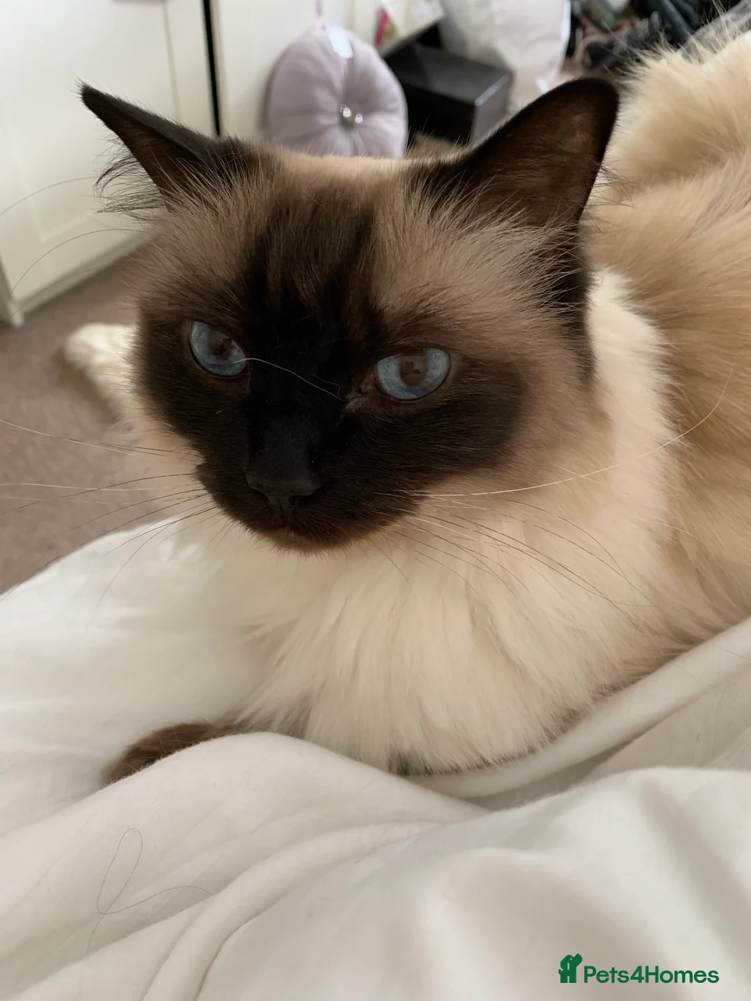 Ragdoll cats for sale: Loving indoor Kat six new Home in Epsom - Advert 4