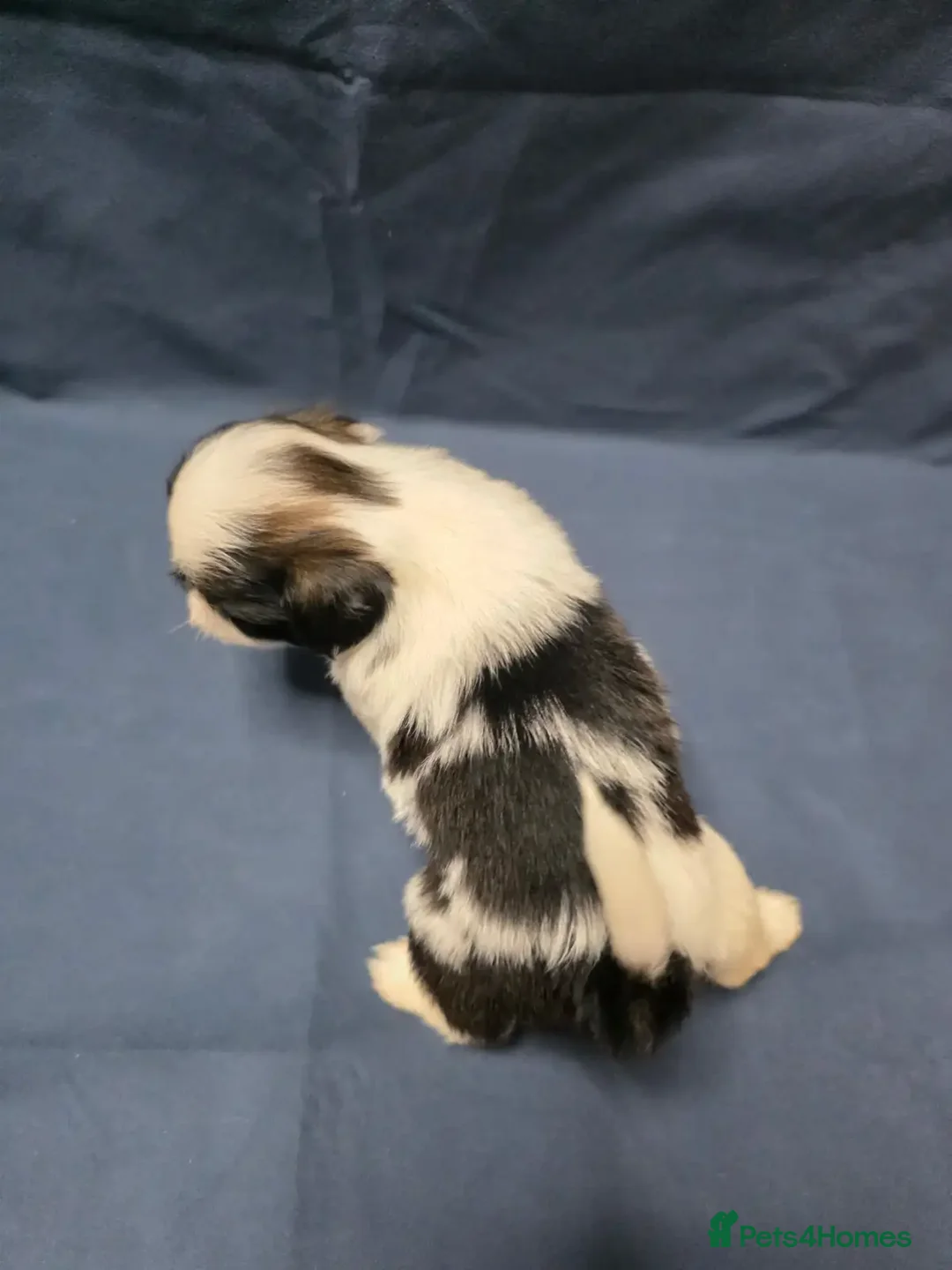 Shih Tzu dogs for sale: Passionates shih tzu - Image 6