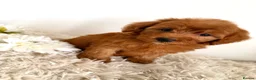 Maltipoo dogs for sale: Beautifulpuppy  - Advert 8