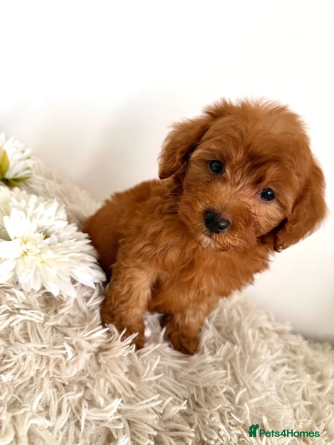 Maltipoo dogs for sale: Beautifulpuppy  - Advert 8