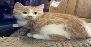 Mixed Breed cats KITTENS for Sale - Boys and Girls - Advert 2