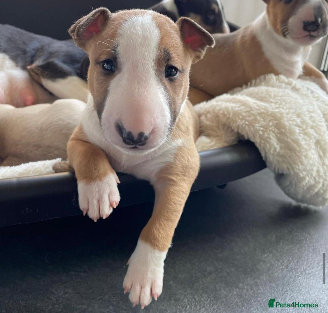English Bull Terrier dogs English bull terrier puppies  - Advert 6