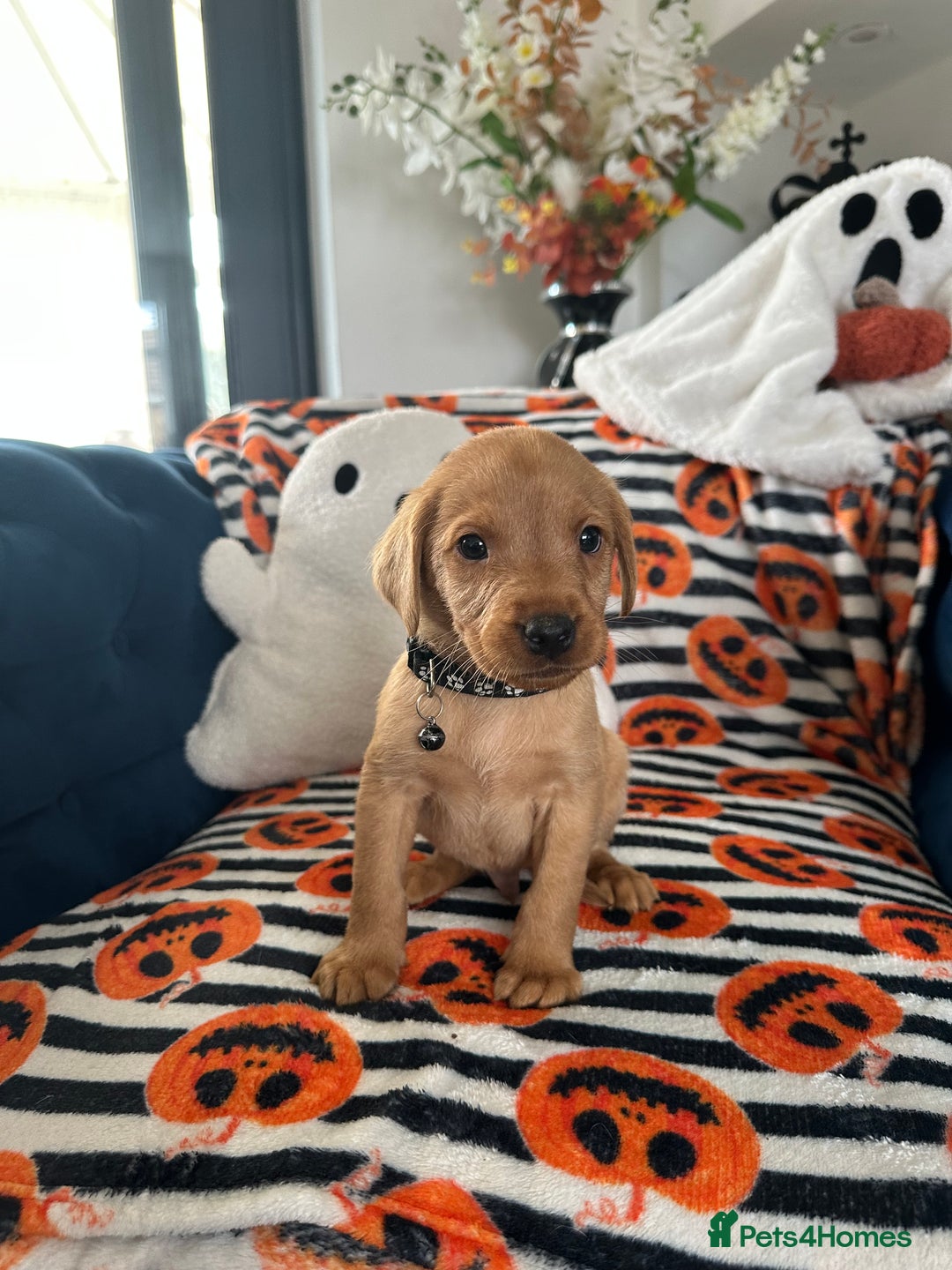 Labrador Retriever dogs for sale: Beautiful fox red Labrador pups - Image 28