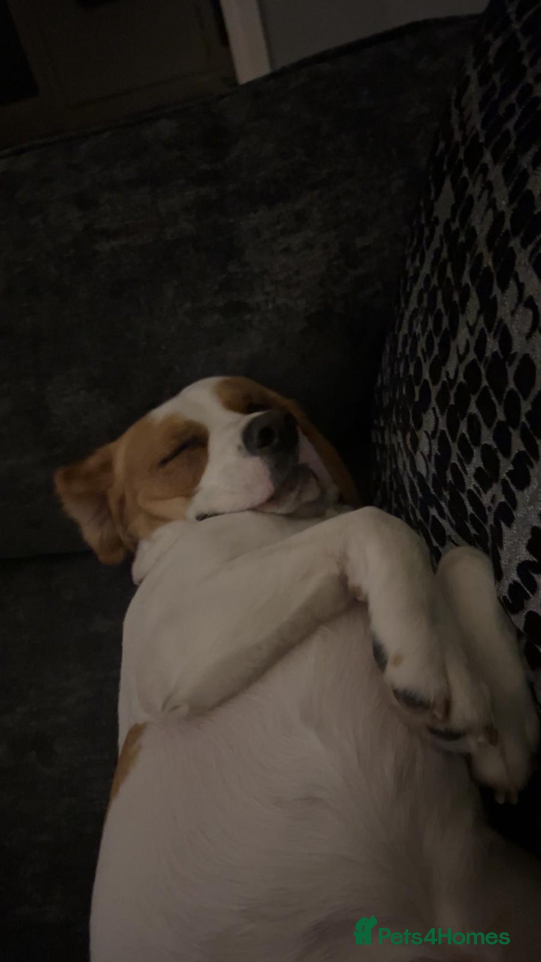 Beagle dogs for sale: Beagle named Rolo - Image 1