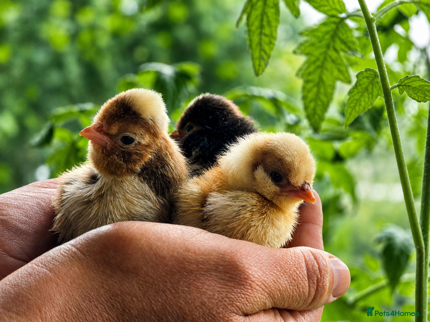 Chickens poultry Polish Chicks - Advert 2