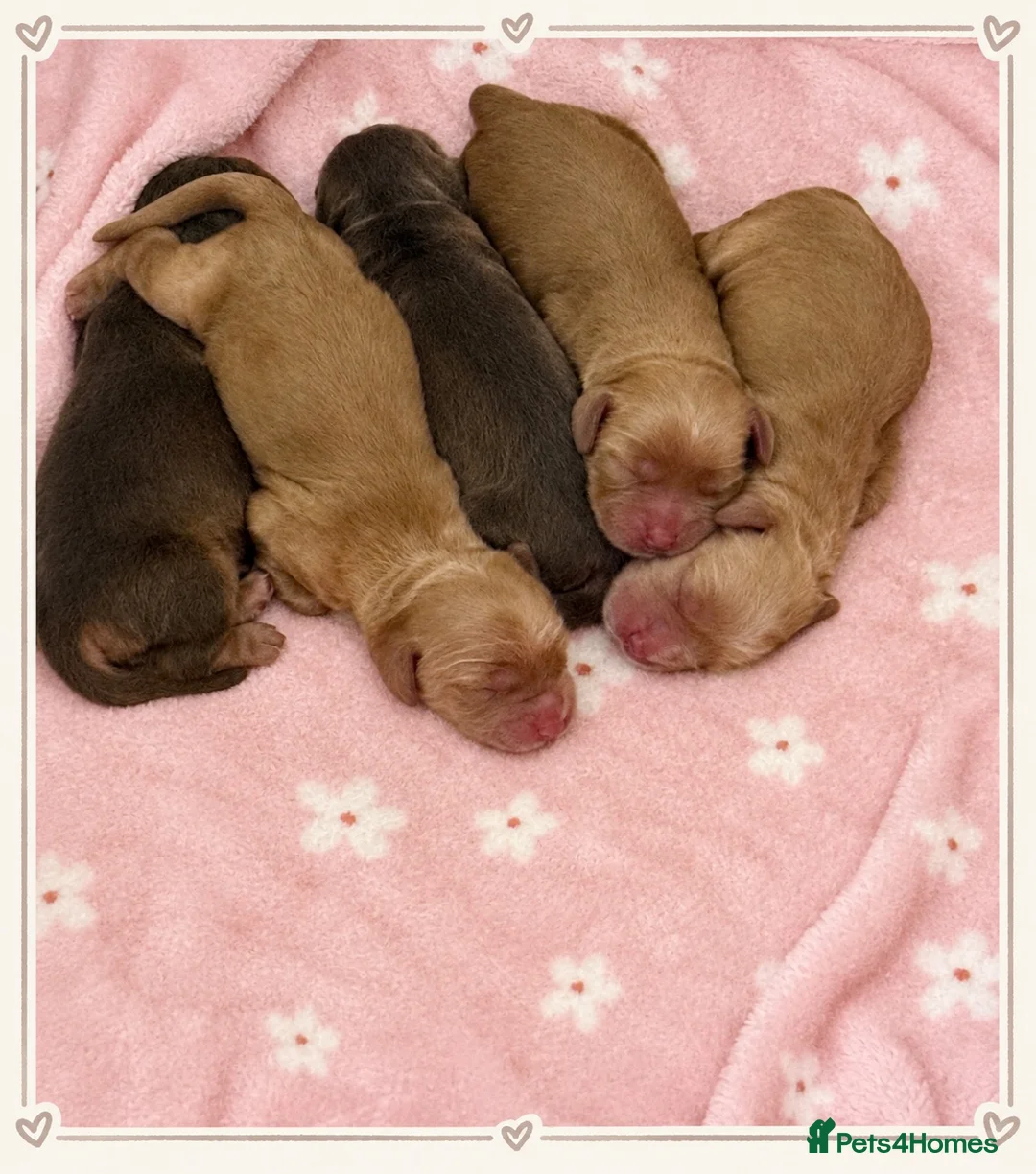 Cocker Spaniel dogs for sale: 💕Show cockerspaniel baby’s💕 - Advert 3