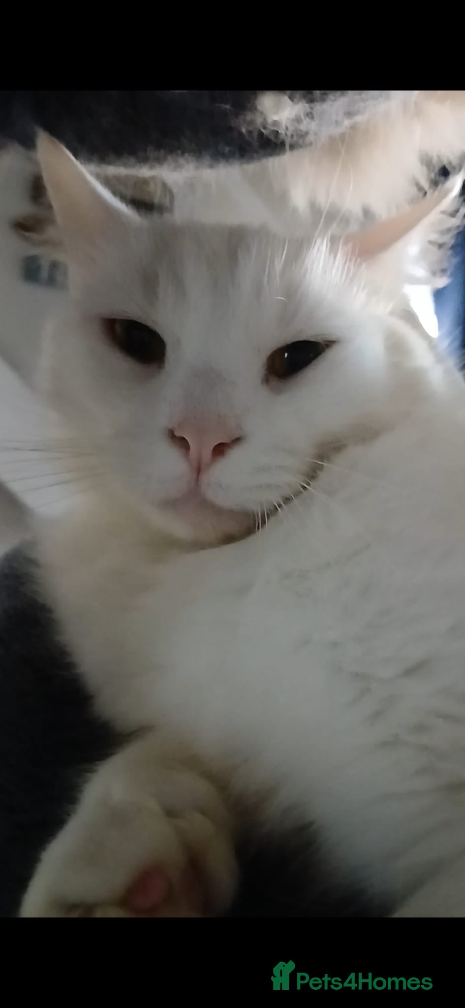 Ragdoll cats Tortie Ragdoll and Ragdoll x Turkish Angora  - Advert 1