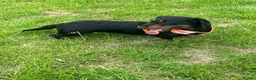 Dachshund dogs for sale: Lollie the Dachshund ⭐ - Advert 6