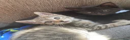 Mixed Breed cats for sale: Female litter of kittens  - Advert 13