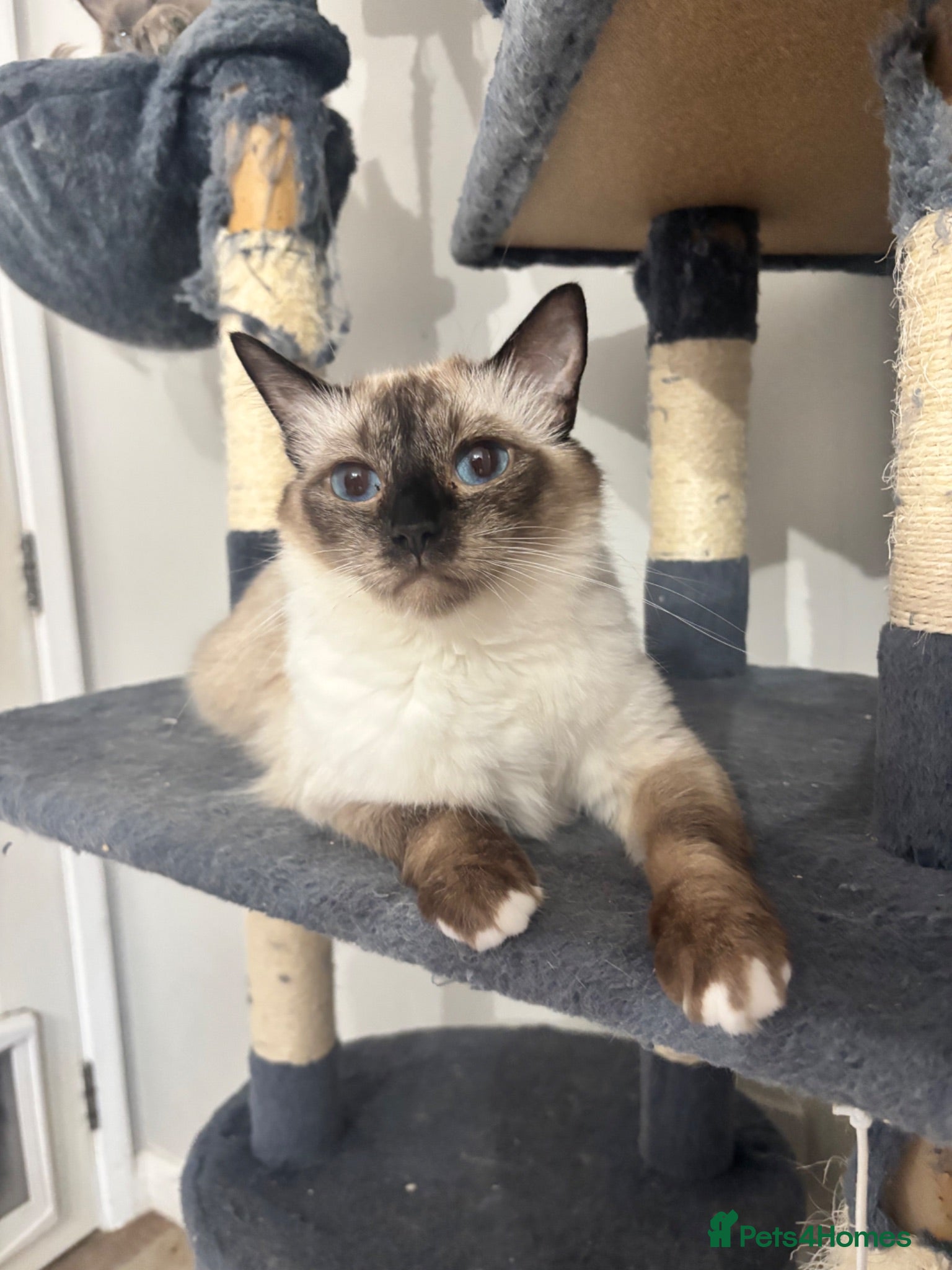 Ragdoll cats Blue point ragdoll kittens  - Advert 1