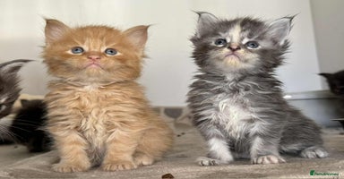Maine Coon cats - Advert 14