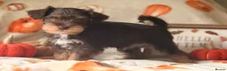 Miniature Schnauzer dogs for sale: KC Chocolate, Choc & Tan, Choc Parti Parti  - Advert 3