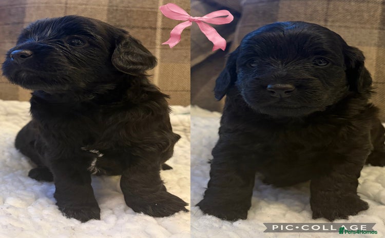 Cockapoo dogs STUNNING F2 COCKAPOO PUPPIES 2 REMAINING 🐾 - Advert 3