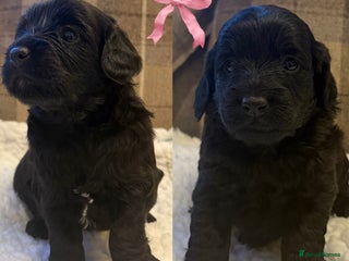 Cockapoo dogs STUNNING F2 COCKAPOO PUPPIES 2 REMAINING 🐾 - Advert 4