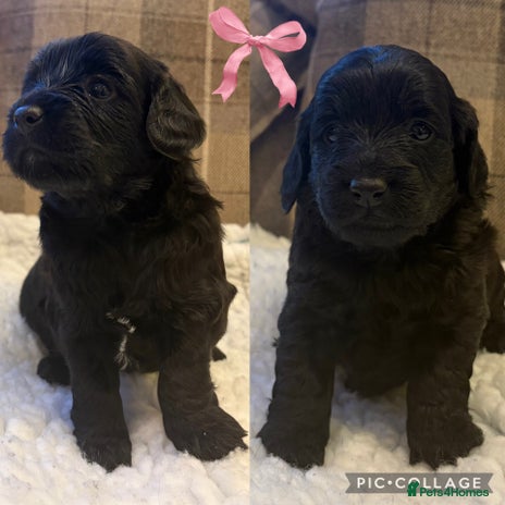 Cockapoo dogs STUNNING F2 COCKAPOO PUPPIES 2 REMAINING 🐾 - Advert 3
