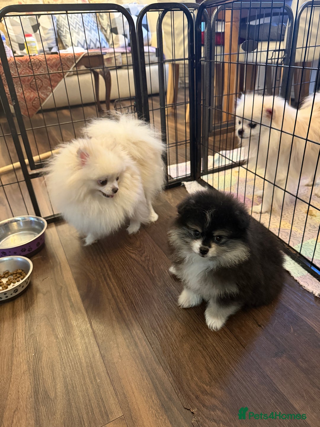 Pomeranian dogs for sale: Pomeranian puppy for sale - Advert 2
