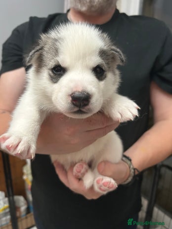 Siberian Husky dogs - Advert 14