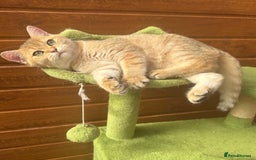 British Shorthair cats for sale: Last golden boy left 😻🌸🌼🌺 tica registered 😻 in Hayes - Image 3