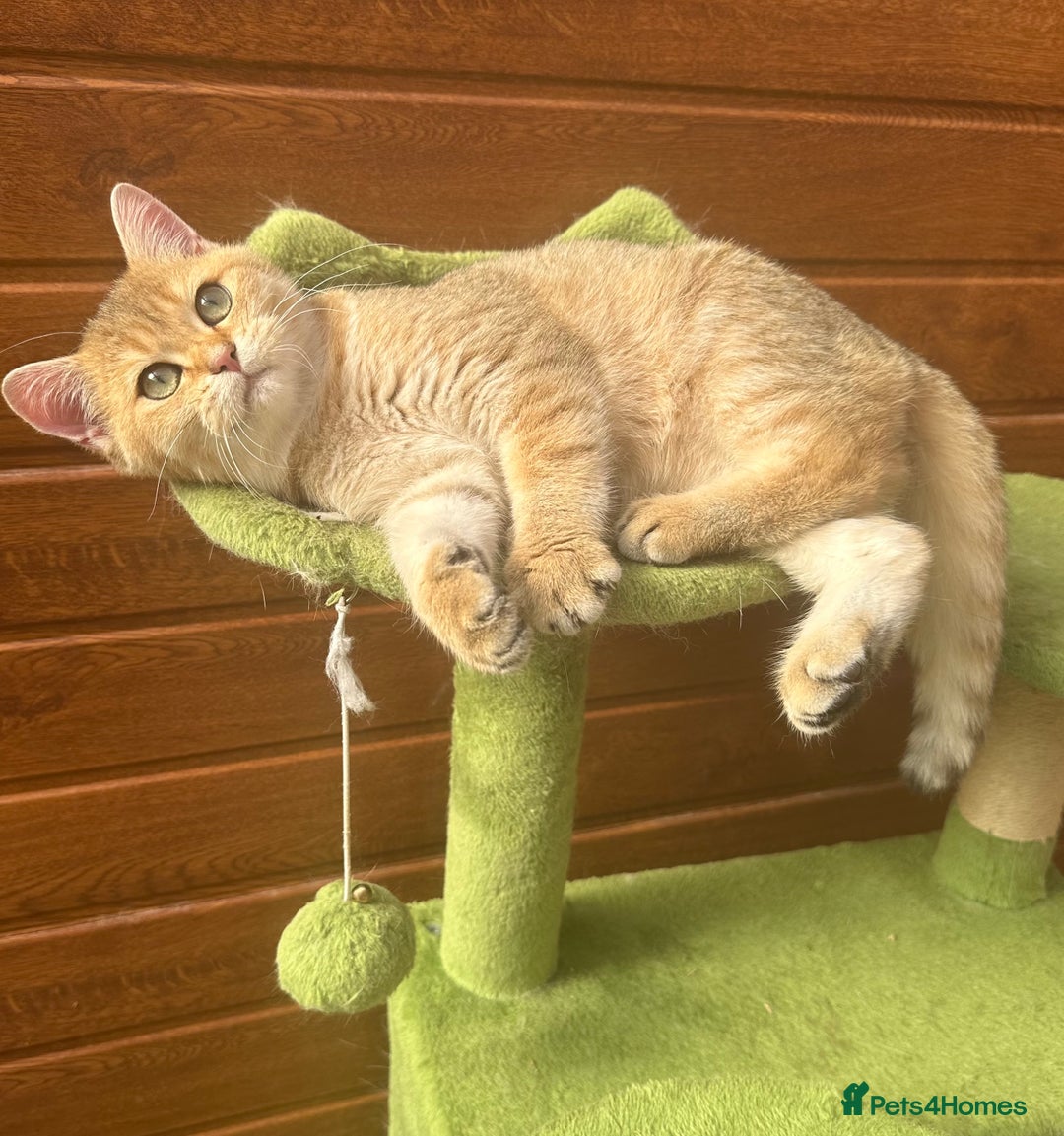 British Shorthair cats for sale: Last golden boy left 😻🌸🌼🌺 tica registered 😻 in Hayes - Image 3