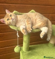 British Shorthair cats in Hayes - Advert 9