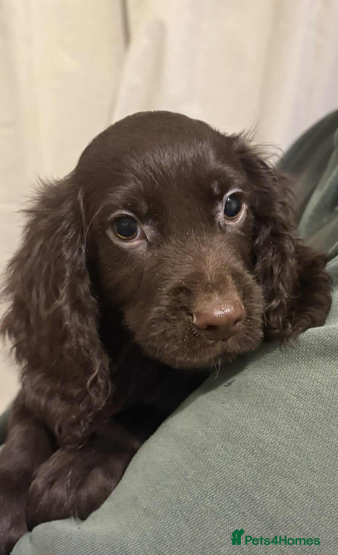 Cocker Spaniel dogs for sale: Beautiful Cocker Spaniel Puppies  - Advert 1