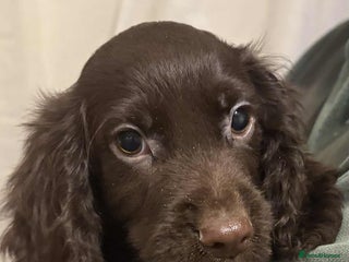 Cocker Spaniel dogs Beautiful Cocker Spaniel Puppies - Advert 5