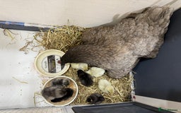 Chickens poultry for sale: Mixed baby chicks - Blue Orpington Hen  - Image 1