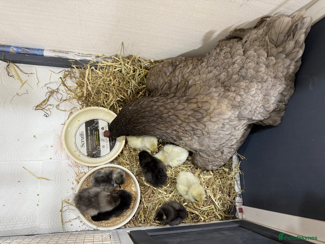 Chickens poultry for sale: Mixed baby chicks - Blue Orpington Hen  - Image 1