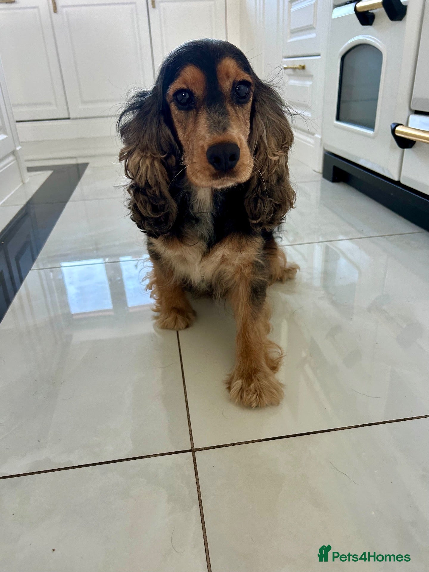 Cocker Spaniel dogs Beautiful adult female  - Advert 1