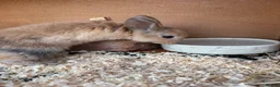 Mixed Breed rabbits for sale: Various rabbits for sale  - Advert 22