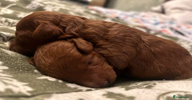 Toy Poodle dogs - Advert 4