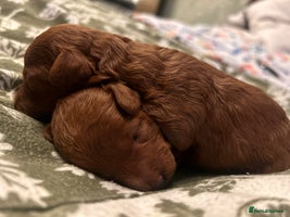 Toy Poodle dogs - Advert 4